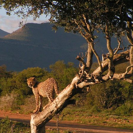 Samara Karoo Reserve Graaff-Reinet Eksteriør billede