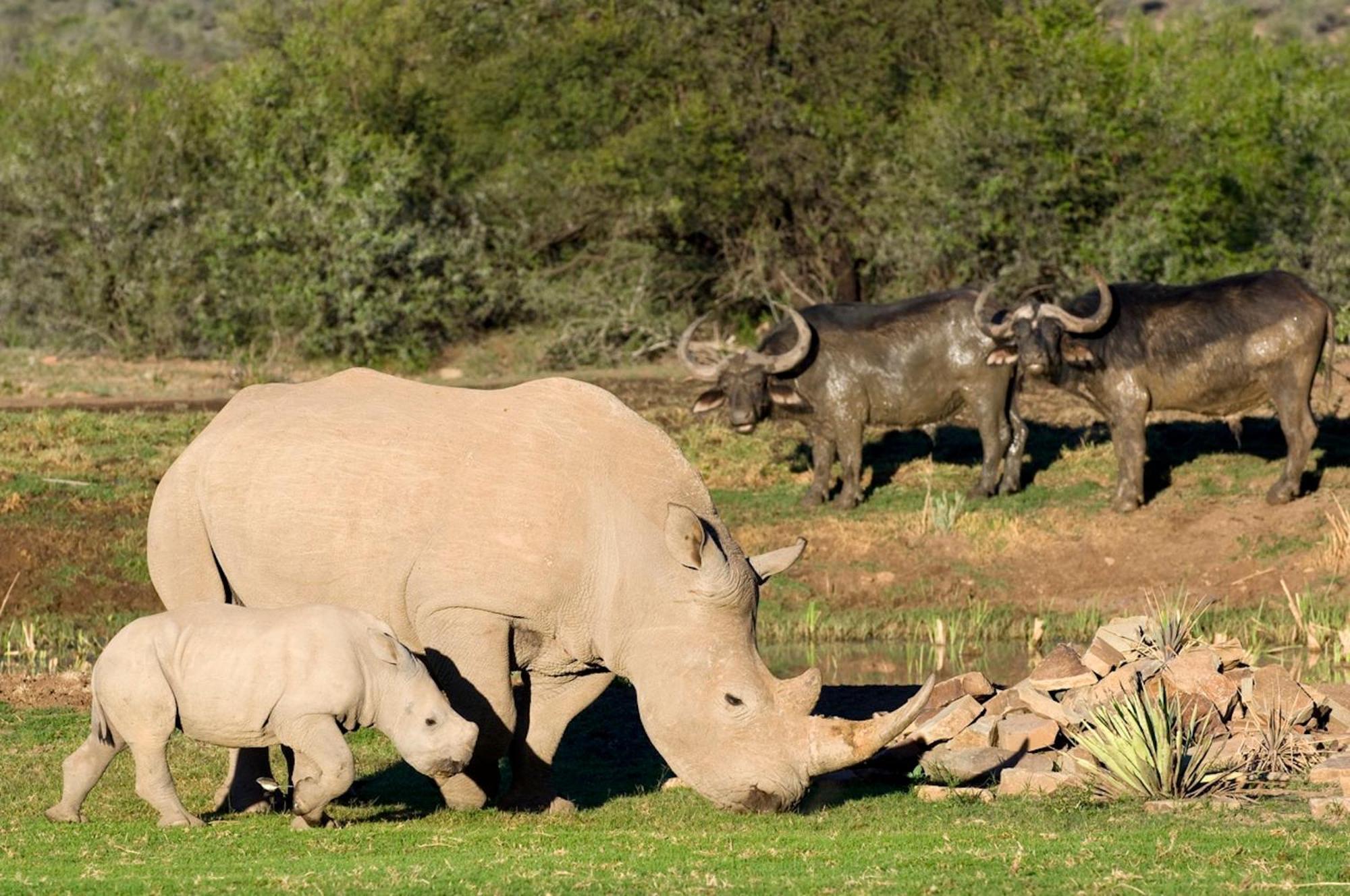 Samara Karoo Reserve Graaff-Reinet Eksteriør billede
