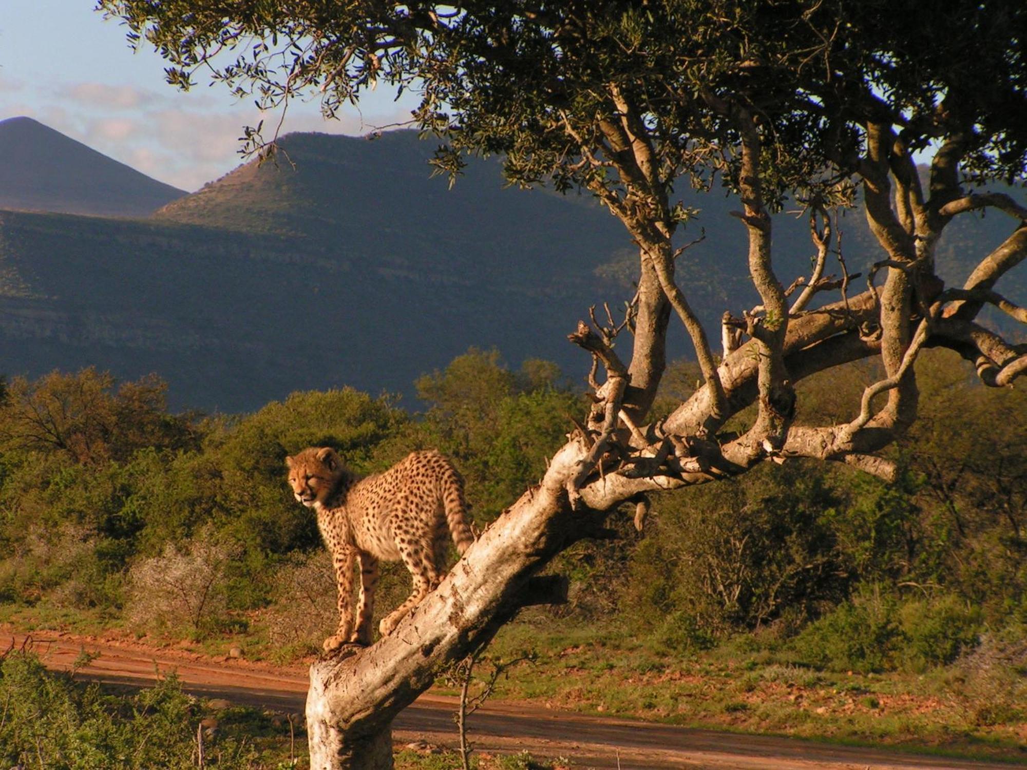 Samara Karoo Reserve Graaff-Reinet Eksteriør billede